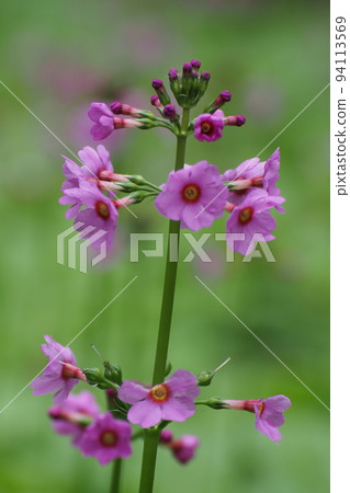 日本櫻草花特寫 94113569