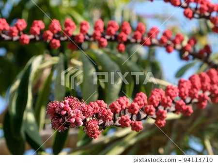 Flowering Umbrella tree Schefflera arboreal (Latin - Schefflera arboricola) 94113710