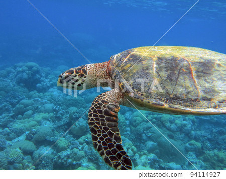 Republic of Palau A hawksbill turtle swimming in the coral reefs of Rock Island Republic of Palau A hawksbill turtle swimming in the coral reefs of Rock Island 94114927