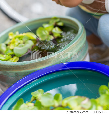 產於淡水的將科小魚 兒童 小孩 94115089