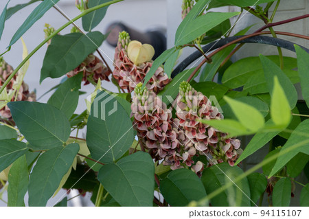 American hydrangea flower in full bloom American hydrangea flower in full bloom 94115107