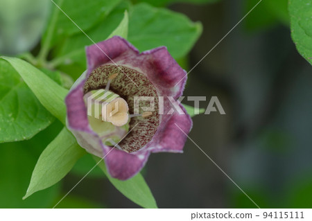 人參花盛開 94115111