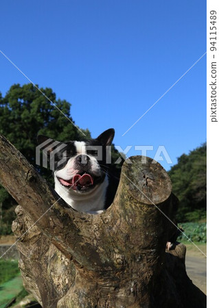 2021在藍天綠綠的故鄉鳩山，日本最幸福的城市，一隻看起來很快樂的波士頓梗犬♡ 94115489