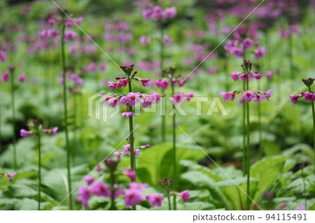 櫻草花叢 94115491