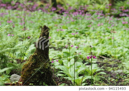 櫻草花叢 94115493
