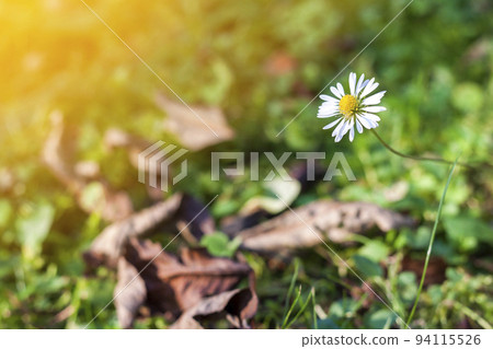Little white daisy flower in green grass. Soft light vintage effect. 94115526