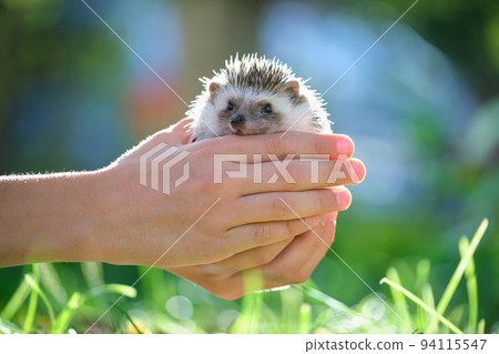 Human hands holding little african hedgehog pet outdoors on summer day. Keeping domestic animals and caring for pets concept. Human hands holding little african hedgehog pet outdoors on summer day. Keeping domestic animals and caring for pets concept. 94115547