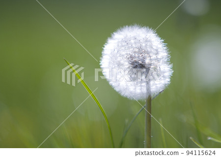 Closeup picture of beautiful overblown white puffy flower dandelion with tiny black seeds standing alone on high stem on blurred green bokeh background. Beauty and tenderness of nature concept. 94115624
