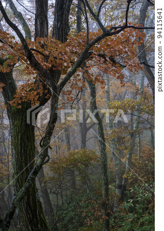 Autumn leaves in the fog Autumn leaves in the fog 94115641