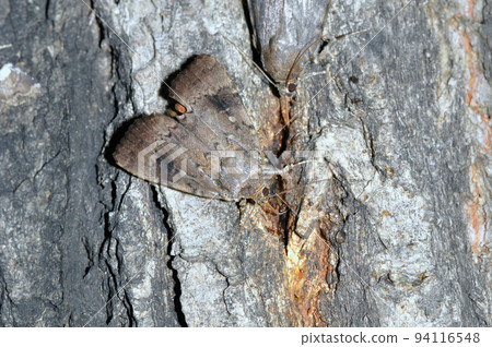 Striped armyworm (Shiretoko, Hokkaido) 94116548