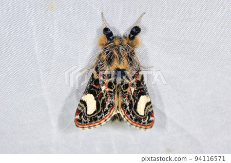 Mycotraga (Shiretoko, Hokkaido) Mycotraga (Shiretoko, Hokkaido) 94116571