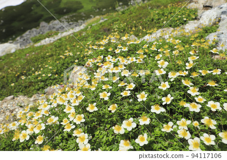 Flower garden in the sky Tateyama mountain range 94117106
