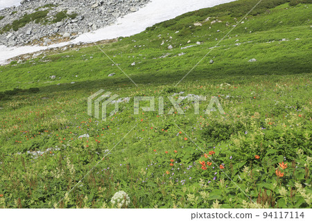 Flower garden in the sky Tateyama mountain range Flower garden in the sky Tateyama mountain range 94117114