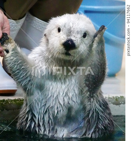 "Animal" sea otter aquarium 94117662