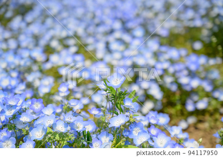 Nemophila 94117950