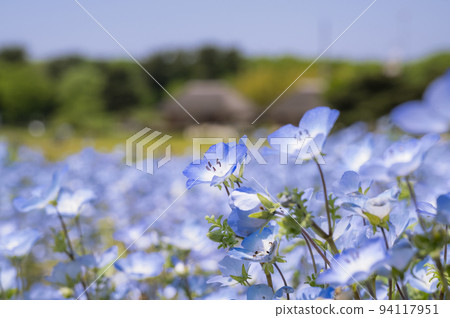 Nemophila 94117951