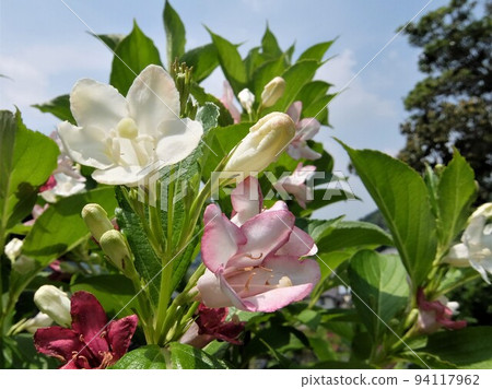 A deciduous shrub belonging to the hydrangea family, it blooms cute tube-shaped funnel-shaped flowers in early summer. 94117962