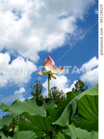 The large pink flowers of the ancient lotus glisten in the sun and are beautiful against the blue sky. 94118429