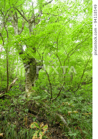 風景秀麗的秋田縣瀧澤的巨大山毛櫸樹 94118549