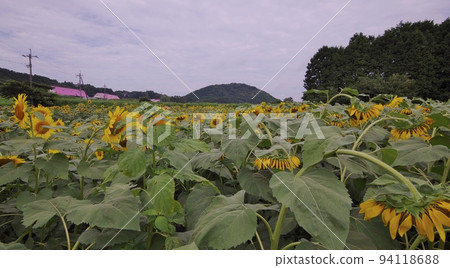 Himawari Road and Summer Sky Himawari Road and Summer Sky 94118688