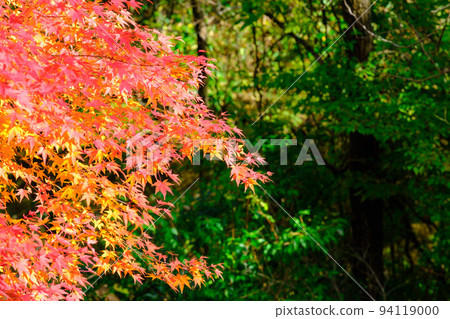 秋天的樹葉 94119000