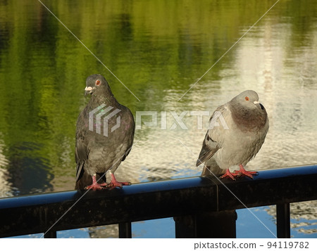 池塘里的鴿子 94119782