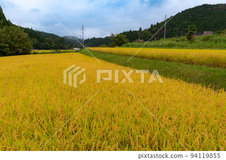 和歌山縣伊東郡葛城町天野梯田的秋天 和歌山縣伊東郡葛城町天野梯田的秋天 94119855