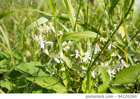 秋天山上的野草 94120260