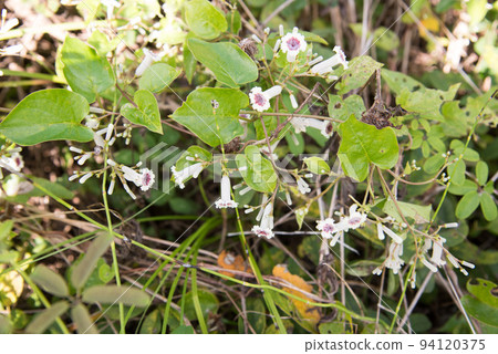 Wild Grass Hexocera 94120375
