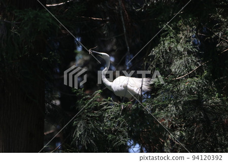 Great Egret holding nest material in a grove and looking up at the nest above 94120392