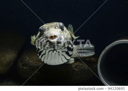 Fugu Sazanami Puffer Fish Saltwater Fish White-spotted puffer puffer Fugu Sazanami Puffer Fish Saltwater Fish White-spotted puffer puffer 94120691