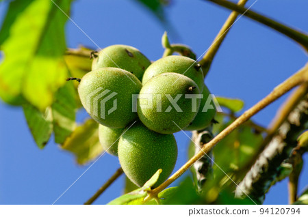 Walnut fruit 94120794