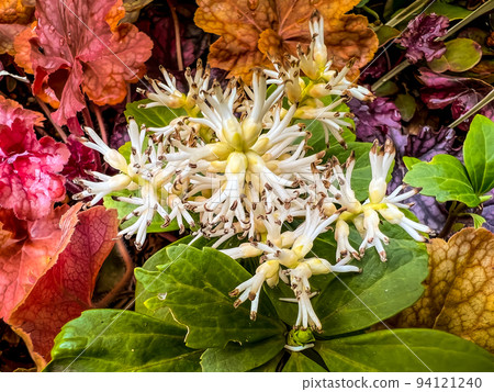 Fuki-so and colorful leaves in the flower bed 94121240