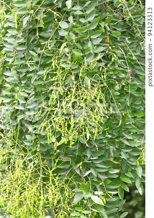 Weeping sophora (weeping pagoda) with many fruits 94123313
