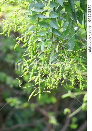 Weeping sophora (weeping pagoda) with many fruits 94123322