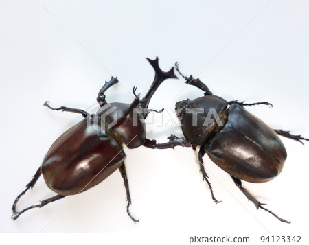 甲蟲暑假孩子 94123342