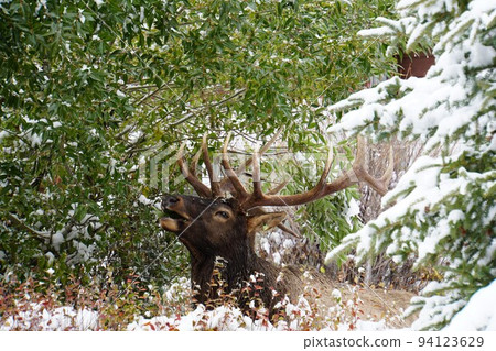 Elk Canada Elk Canada 94123629