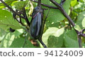 Eggplant kitchen garden 94124009