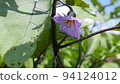 Eggplant kitchen garden 94124012