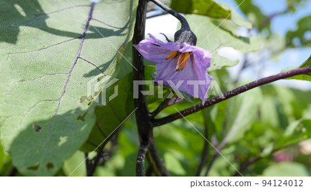 Eggplant kitchen garden 94124012