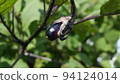 Eggplant kitchen garden 94124014