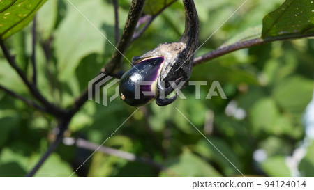 Eggplant kitchen garden 94124014
