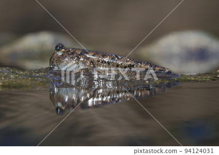 Minami Tobihaze 94124031