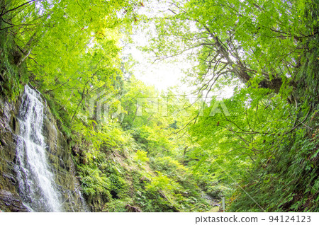 秋田縣瀧澤市陡坡上的巨大山毛櫸樹 94124123