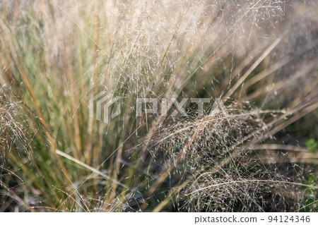 withered leaves of ragweed 94124346