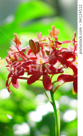Red Orchid Orchid (March) Epidendrum 04V9.16 Red Orchid Orchid (March) Epidendrum 04V9.16 94124512