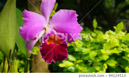 Red Flower Orchid (March) Cattleya 56H16.9 Red Flower Orchid (March) Cattleya 56H16.9 94124513