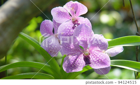 Cute pink orchid Ran (March) Banda 10H16.9 Cute pink orchid Ran (March) Banda 10H16.9 94124515