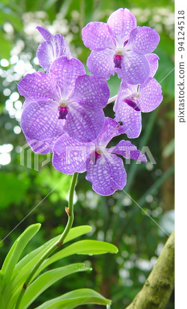 Purple flowers are blooming Orchid (April) Banda 15V9.16 94124518