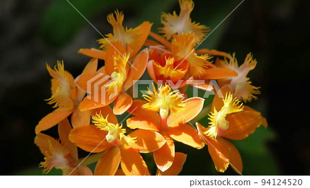 Beautiful orange flower Orchid (May) Epidendrum 03H16.9 Beautiful orange flower Orchid (May) Epidendrum 03H16.9 94124520
